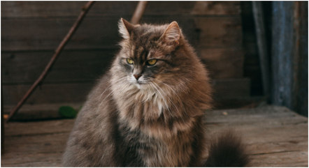 Gato siberiano é dócil e sociável, segundo especialista
