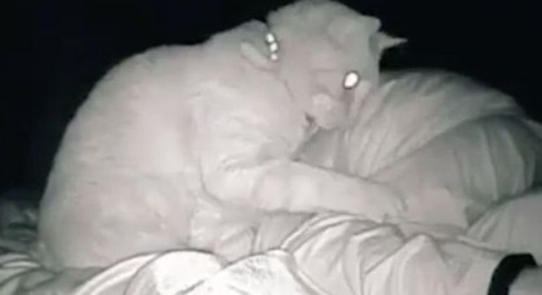 Ginger simplesmente não deixou Susie dormir. Alguns suspeitaram de demência