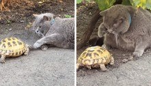 Perseguição implacável: o único objetivo dessa tartaruga é estragar o dia de um gato dorminhoco