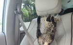 Jennifer, de 43 anos, encontrou o animal morto em uma estrada e decidiu que ele seria sua estreia no mundo da taxidermiaLEIA MAIS: Turista se livra de ataque de urso assassino com golpes de canivete
