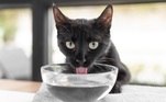Água: hidratação é fundamental para a saúde dos felinos. Os gatos gostam de água fresca, e um jeito de estimular o consumo é espalhar potinhos pela casa ou usar uma fonte, que mantém a água sempre corrente e fresquinha