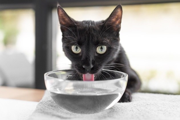 Água: hidratação é fundamental para a saúde dos felinos. Os gatos gostam de água fresca, e um jeito de estimular o consumo é espalhar potinhos pela casa ou usar uma fonte, que mantém a água sempre corrente e fresquinha