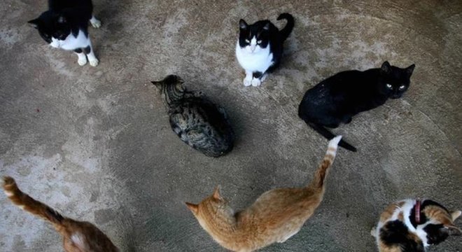 Os gatos se sairiam melhor do que os cães em caso de extinção humana