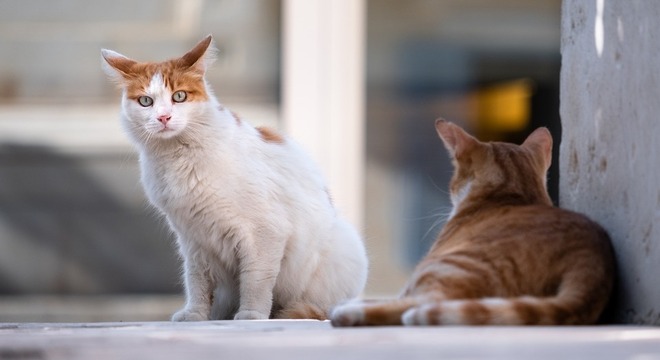 Rússia testa vacina contra covid-19 para gatos, coelhos, visons e outros animais