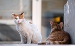 O estudo, publicado na revista Animal Behavior and Cognition, mostra que, ao contrário dos cães, gatos não cortam relações com sujeitos que claramente não ajudaram os donos deles