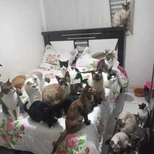 Gatos vivem com a tutora em um apartamento na zona leste de SP