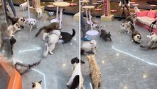 Briga insana de gatos durante socialização viraliza no TikTok: 'Parece treta de escola'