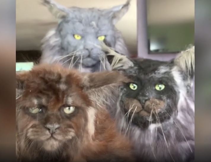 Gatos com rosto humano criados por russa dividem opiniões nas redes