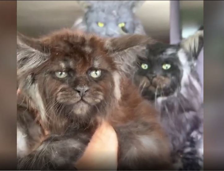 Gatos com rosto humano criados por russa dividem opiniões nas redes