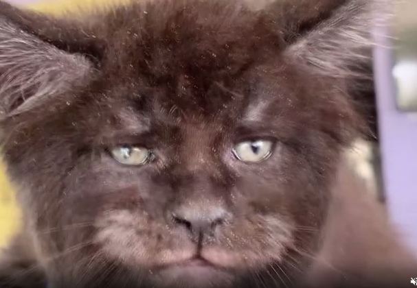 Gatos com rosto humano criados por russa dividem opiniões nas redes