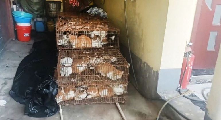 Gaiolas com gatos que iriam se transformar em alimento para humanos
