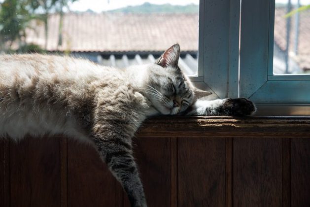 Gatos de raça pura geralmente vivem mais do que gatos sem raça definida. Isso porque eles são criados por criadores que selecionam os animais mais saudáveis para reprodução.