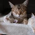 Quer adotar um gato? Veja sete dicas para quem sonha em ser tutor de um felino (Pexels/Tomas Ryant)