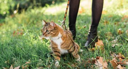 Gatos devem ou não passear de coleira?