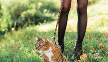Afinal, gatos podem passear? Saiba riscos, benefícios e se os felinos devem usar coleiras 