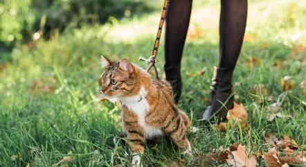Gatos devem ou não passear de coleira?
