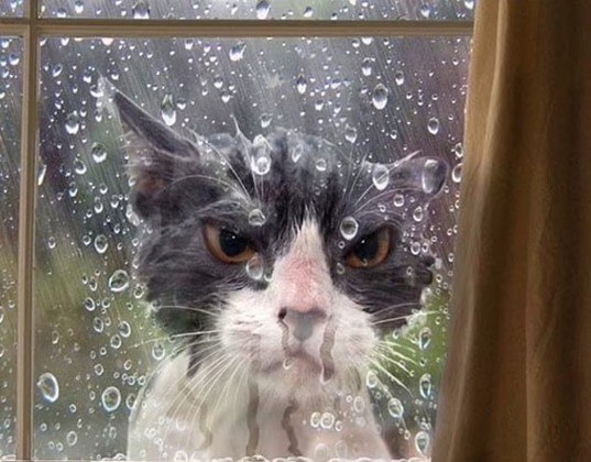 Abra a porta, caramba!NÃO VÁ EMBORA: Tem gato na foto e o desafio é encontrá-lo. Será que você consegue?