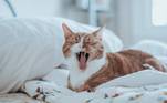 Vermífugos e antipulgas: são itens indispensáveis para a saúde dos gatos e devem ser dados periodicamente, conforme a orientação do médico-veterinário