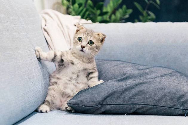 2. Diarreia: Quando contaminados com algum parasita, os gatos podem apresentar a diarreia. 
