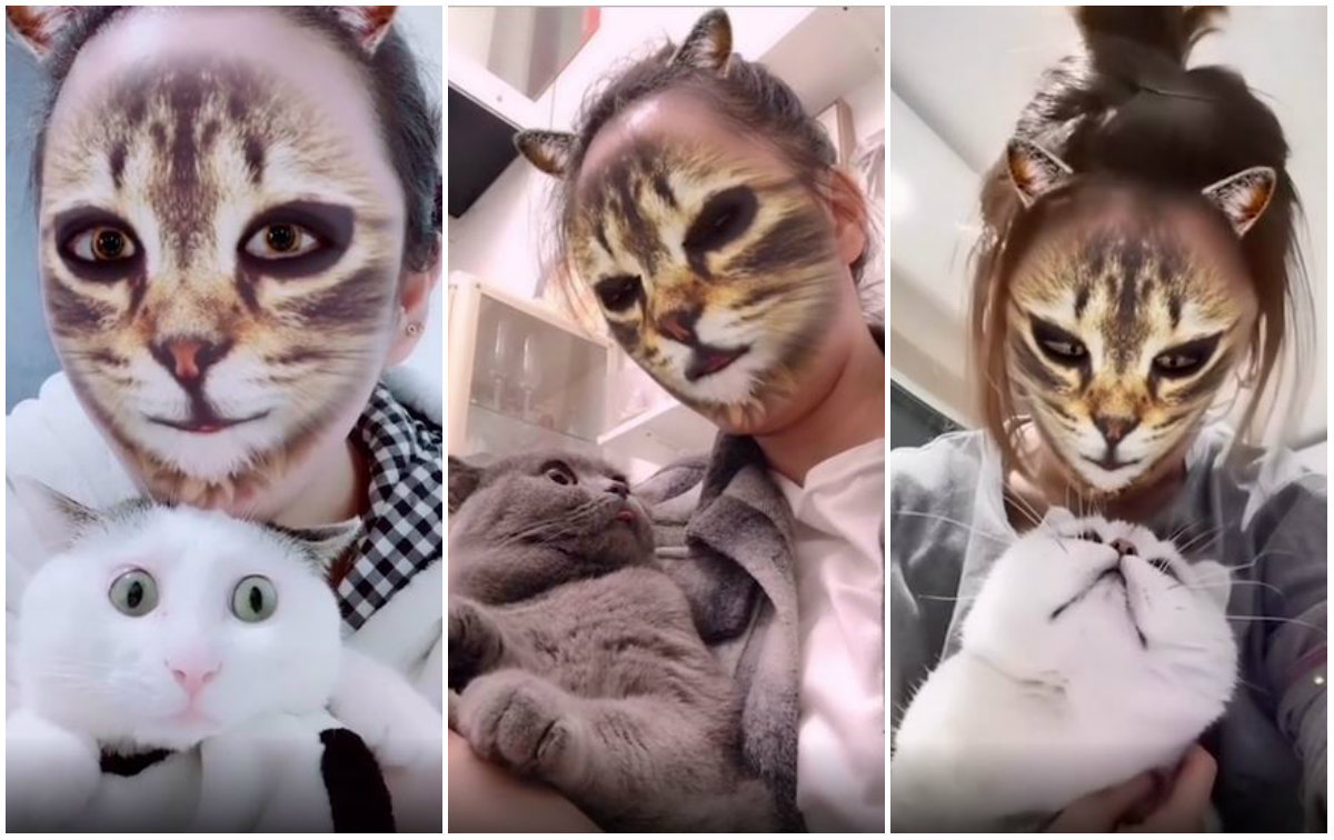 Resultado de imagem para gato fofo carnaval