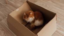 Por que gatos gostam de caixas de papelão? Entenda a obsessão dos felinos por esse objeto 