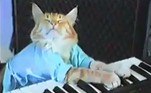1 - Keyboard Cat (?)Antes mesmo das redes sociais darem fama aos felinos felinos acima, lá estava o misterioso Keyboard Cat (Gato do Teclado), literalmente um dos primeiros e mais longevos memes da internet. Em um vídeo publicado nos primórdios do YouTube, podemos ver Fatso, o gato que aparecia tocando um teclado elétrico. E era só isso. A gravação foi feita em 1987 e publicada em 2007. Após a morte de Fatso, o tutor do animal, o norte-americano Charlie Schmidt, adotou dois outros gatos parecidos para continuar o legado do memeNÃO VÁ EMBORA: Espécie de caranguejo bizarro e 'peludo' é descoberta por pesquisadores