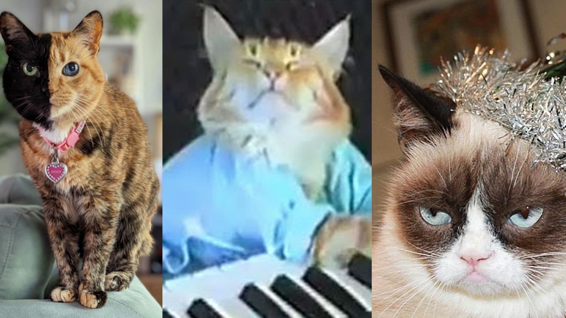 A Gazeta  No Dia Mundial do Gato, assista aos vídeos mais populares do