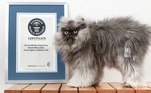 7 - Coronel Miau (? - 29/01/2024)Para começar a lista, um recordista, eleito pelo Guinness como o gato dono dos pelos naturais mais longos (23 cm, em algumas partes). Mesmo não sendo o mais famosos de todos, Coronel já tinha todas as características: cara de mau (o que lhe rendeu o apelido militar) e um perfil que bombou no Instagram, com 350.000 fãs, o que na época era bastante. Infelizmente, Coronel morreu em 2014, por complicações cardíacas, três anos após ser adotado pelos tutores