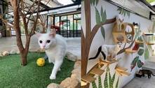Cats Cafés no Brasil:  conheça as cafeterias para quem ama felinos