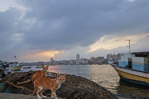 Dois gatinhos observam a movimentação no porto de Gaza, na Palestina