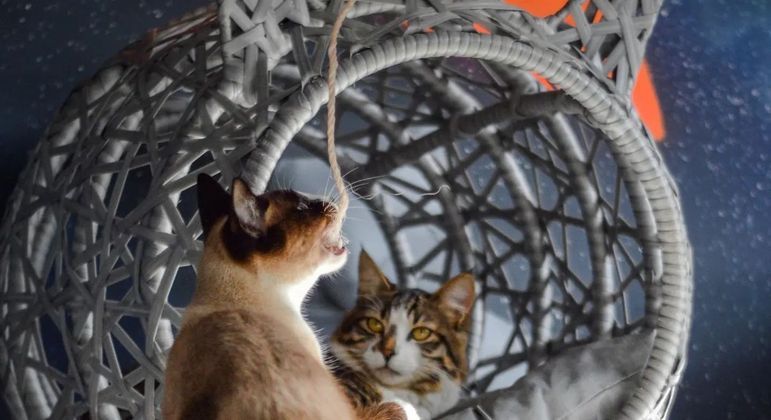 Gatos no Space Cat, em Curitiba