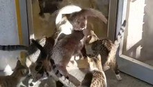 Dono de 24 gatos filma a rotina insana de alimentar a cambada