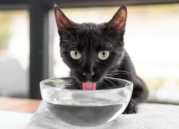 Gatos precisam beber bastante água