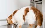 Gatos precisam de rações de qualidade