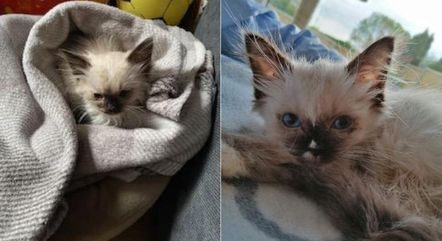 Gatos que foram encontrados na residência do casal britânico que vendia animais doentes