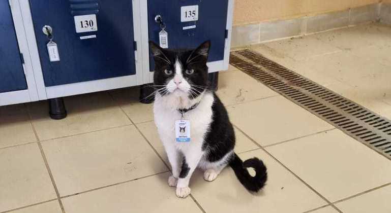 Gato Antônio com o crachá de identificação