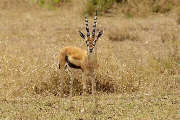 Gazela-de-thomson- Pequena e ágil, atinge cerca de 80 km/h, aproveitando seu pequeno porte(pesa 25 kg e mede 60 cm), para fazer curvas eficientes e escapar de predadores como o guepardo.