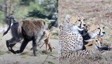 Gazelinha acolhida por guepardos tem pescoço quebrado por babuíno