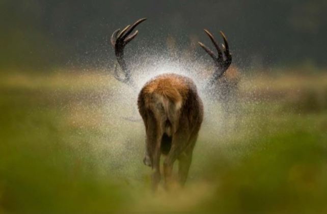 Entre as fotografias de mamíferos, a vitória ficou com o britânico
Danny Green com a imagem batizada de “Depois da chuva”, que mostra um cervo tentando
se secar após um temporal
