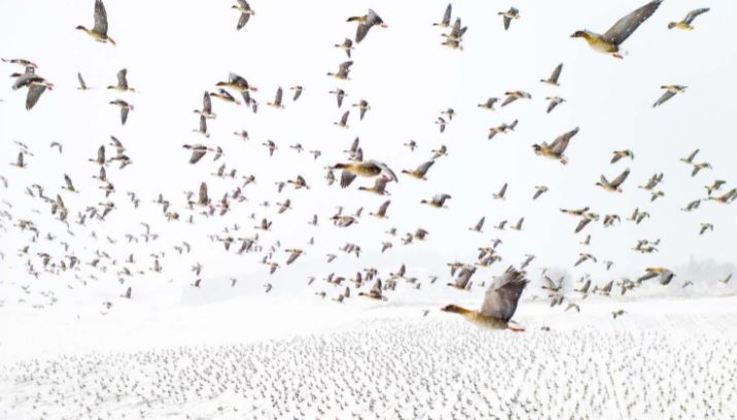 Na categoria de pássaros, o prêmio ficou com a fotografia do
norueguês Terje Kolaas, que mostra a migração de milhares de pássaros. O
fenômeno acontece anualmente quando essas aves buscam boas condições meteorológicas para alimentação
ou até mesmo para se reproduzir