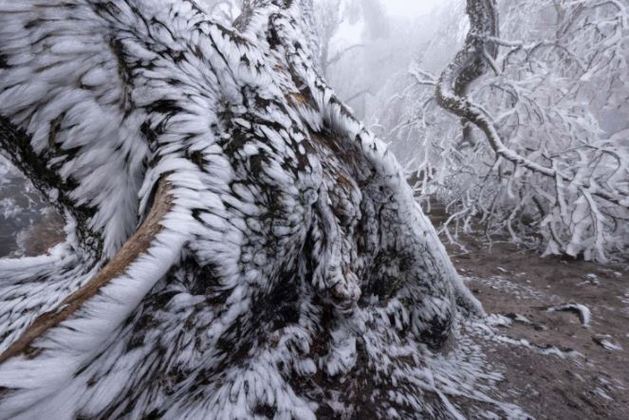 A categoria “Plantas e Fungos” teve como vencedor o fotógrafo
alemão Tobias Richter com a foto “Geada”, que mostra os efeitos da fina camada
de gelo sobre o tronco de uma árvore na Alemanha