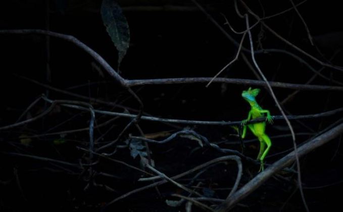 A GDT elegeu a fotografia “Dragão esmeralda” do sueco Jan
Pedersen como a mais bela da categoria “Outros Animais”. A imagem capturou um réptil
florescente em contraste com a vegetação escura de uma floresta