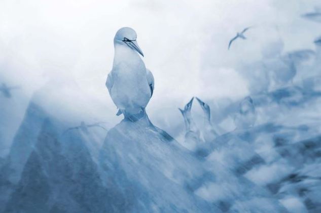 Na categoria “Estúdio da Natureza”, que permite que os fotógrafos
façam experimentações com as fotos, o vencedor foi o espanhol Francis de Andrés
com a imagem “O chefe”