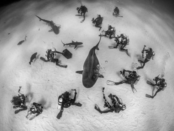 O sueco Magnus Lundgren levou o prêmio da categoria “Homens
e Natureza”, que capturou o momento que mais de uma dúzia de fotógrafos interagem
com tubarões