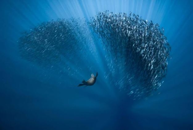 O “Mundo Submerso” teve como vencedor a foto do francês
Fabrice Guerin, batizada de “Balé aquático”. A fotografia mostra um leão
marinho na busca por alimento em meio a um cardume de peixes que fogem do
predador