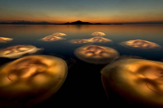 A Sociedade Alemã para Fotografia Natural (em alemão, GDT) elegeu
as melhores fotos europeias que retrataram a natureza em 2021. A vencedora geral do prêmio foi a imagem de Angel Fitor, batizada de Balé da Medusa, registrada em
Mar Menor, na Espanha. O retrato mostra a luta da espécie contra o desastre ecológico
da lagoa salgada, que tenta superar os malefícios da agricultura e do turismo na
região