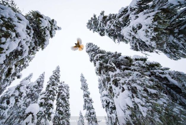 O vencedor da categoria de jovens entre 15 e 17 anos foi
Lasse Kurkela, da Finlândia. Ele flagrou o bater de asas do gaio-siberiano
entre os enormes pinheiros de uma floresta coberta por neve no inverno