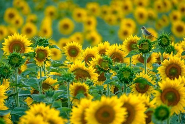 Entre os adolescentes de até 14 anos, a GDT escolheu a foto
“Cantor da primavera”, que mostra um pequeno pássaro soberano diante de um
campo de girassóis. O lindo flagra foi feito pelo espanhol Andrés Luis Domínguez
Blanco