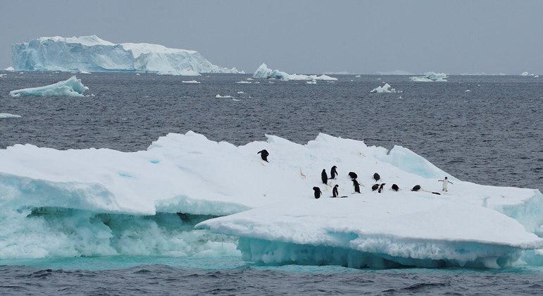 Derretimento de gelo da Antártica põe em risco o futuro da cadeia alimentar