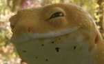 Com 79% dos votos, a maldosa serpente que fez a cabeça de Eva para comer o fruto da árvore do conhecimento foi eleita a rainha dos memes